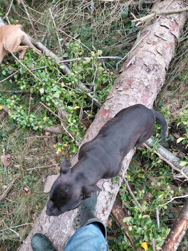 Bully x - Image 3 of 3