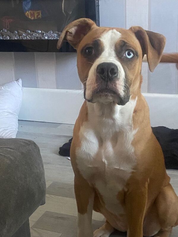 Cali… American Bulldog x Alapaha Blue Blood Bulldog bitch