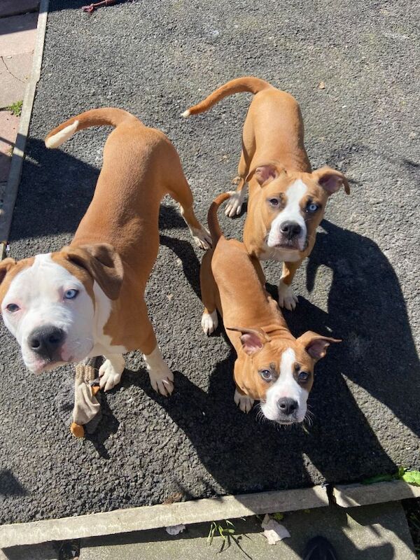 Cali… American Bulldog x Alapaha Blue Blood Bulldog bitch - Image 2 of 4