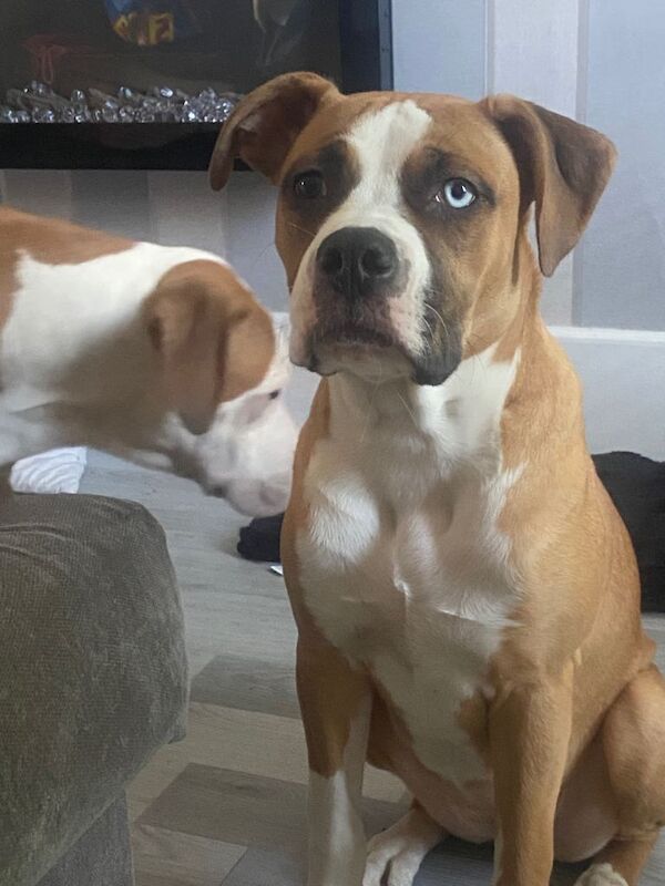 Cali… American Bulldog x Alapaha Blue Blood Bulldog bitch - Image 3 of 4