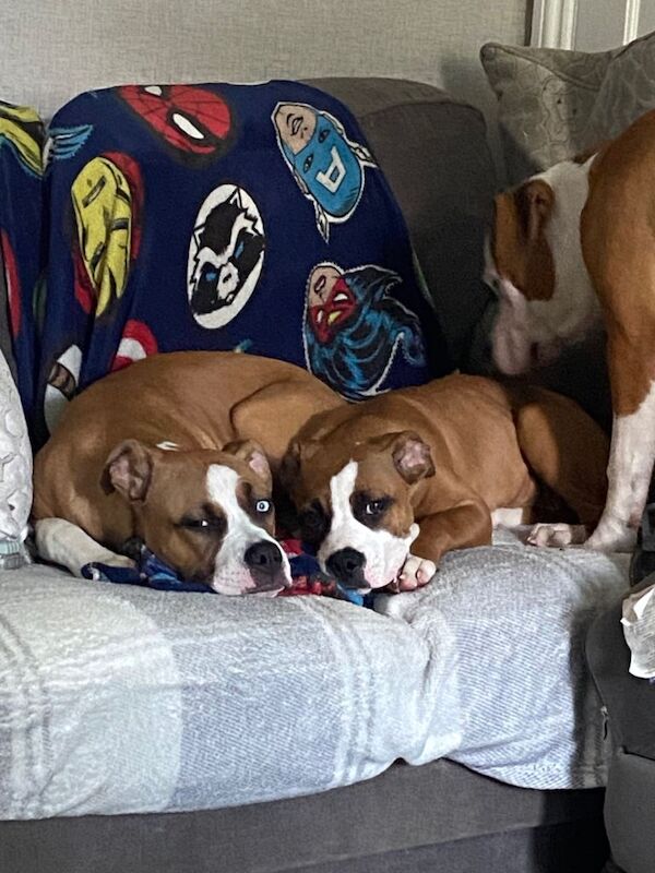 American Bulldog Puppies For Sale Under £1,000