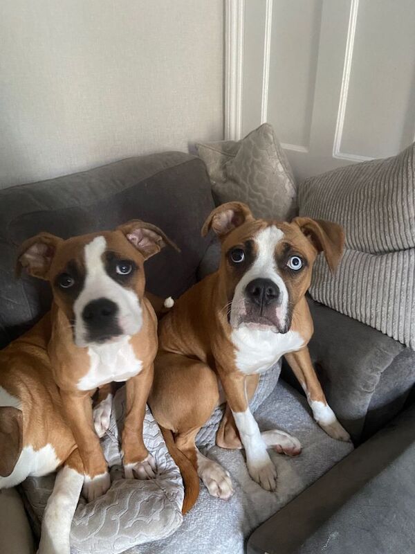 Cali & Storm 6 month old American Bulldog X Alapaha Blue Blood Bulldog Puppys - Image 2 of 3