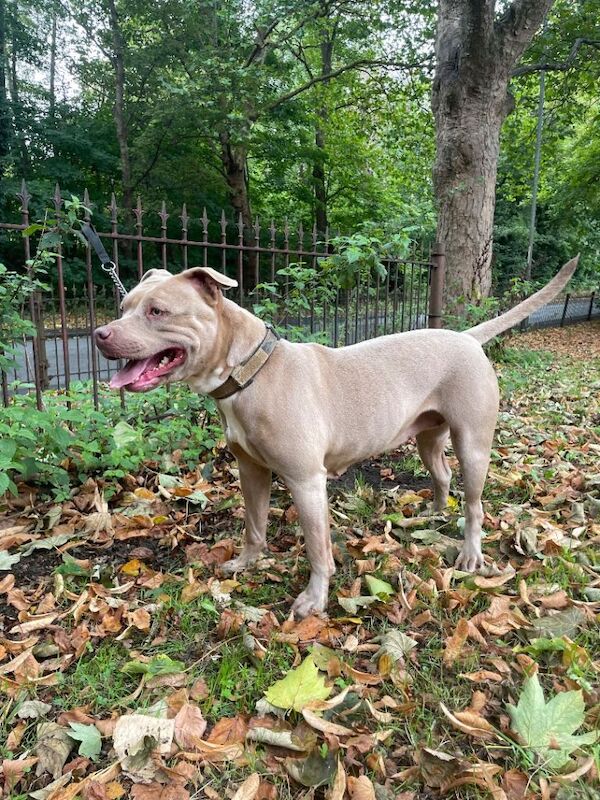 American Bulldog puppies for sale in Crewe, Cheshire – 4 years old