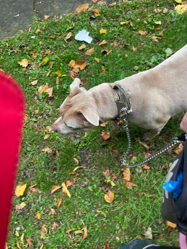 American Bulldog puppies for sale in Crewe, Cheshire – 4 years old - Image 2 of 5