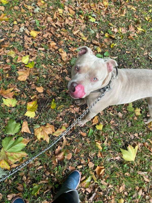 American Bulldog puppies for sale in Crewe, Cheshire – 4 years old - Image 3 of 5