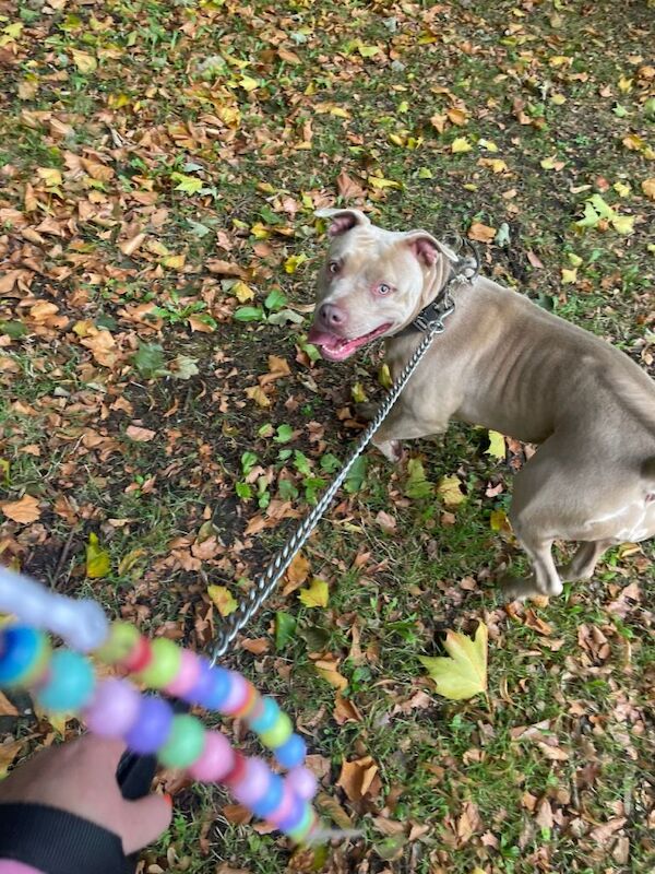 American Bulldog puppies for sale in Crewe, Cheshire – 4 years old - Image 4 of 5