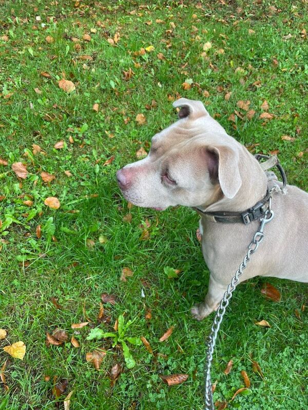 American Bulldog puppies for sale in Crewe, Cheshire – 4 years old - Image 5 of 5