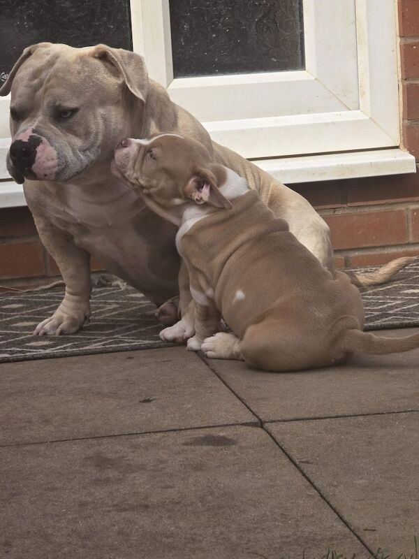 Champion ABKC Line Bully Pups