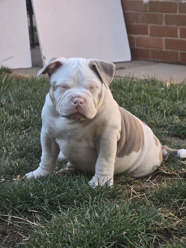 Champion ABKC Line Bully Pups - Image 2 of 5