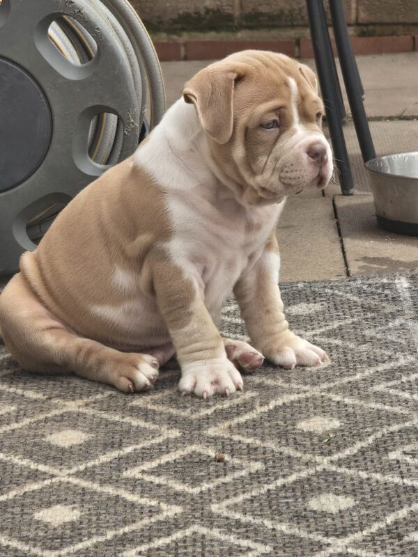 Champion ABKC Line Bully Pups - Image 4 of 5