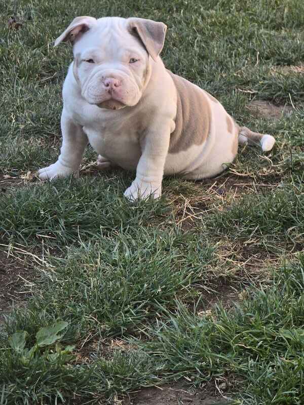 Champion ABKC Line Bully Pups - Image 5 of 5
