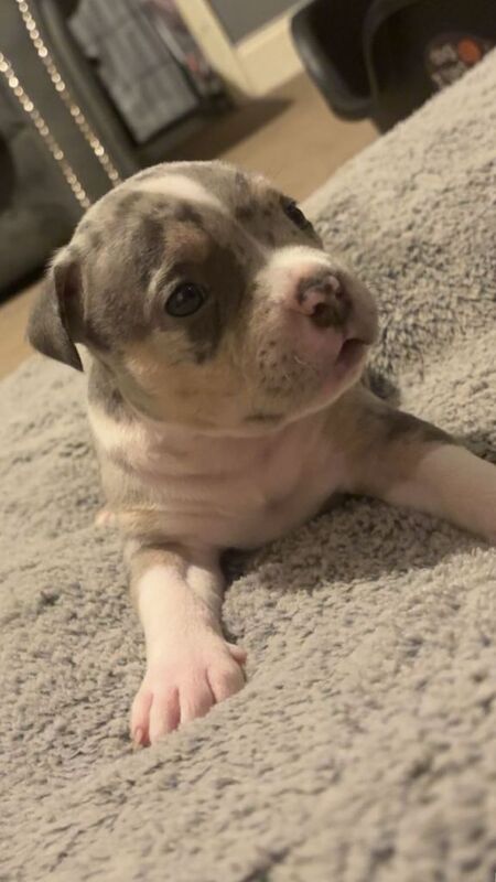 Champion McLovin Bloodlines We are incredibly proud to present 7 pocket bullys