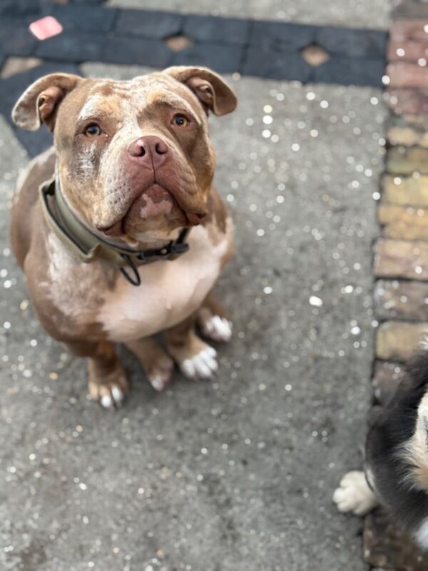 American Bulldog puppies for sale in Cleethorpes, Lincolnshire – 1 year old