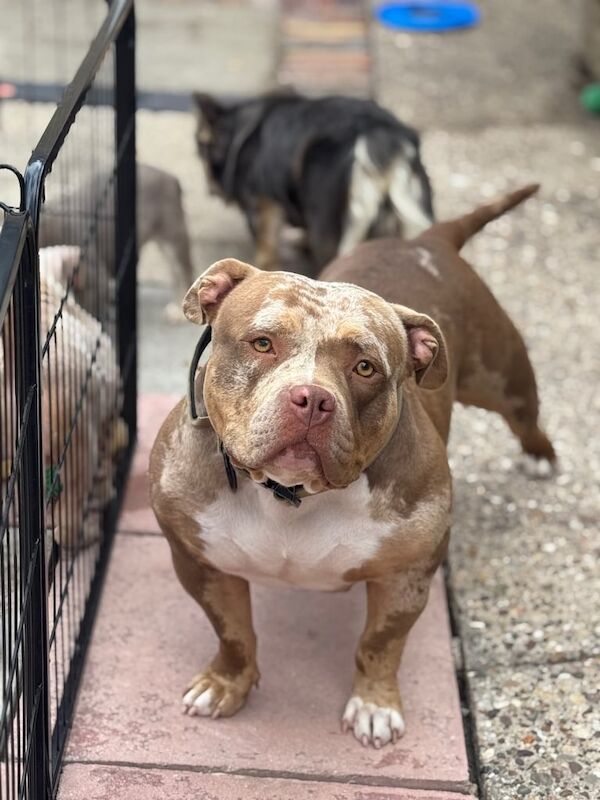 American Bulldog puppies for sale in Cleethorpes, Lincolnshire – 1 year old - Image 2 of 3