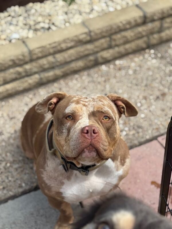 American Bulldog puppies for sale in Cleethorpes, Lincolnshire – 1 year old - Image 3 of 3