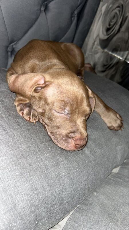 American Bulldog puppies for sale in Hazel Grove, Greater Manchester – 9 weeks old