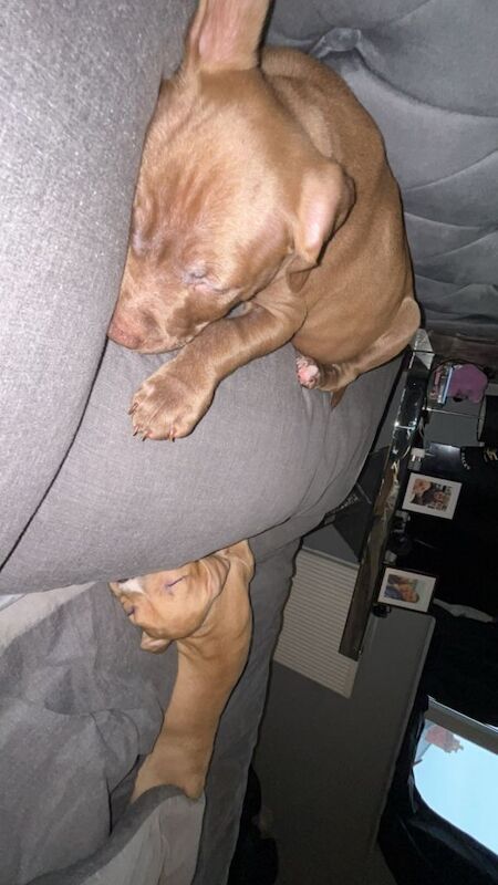 American Bulldog puppies for sale in Hazel Grove, Greater Manchester – 9 weeks old - Image 2 of 3