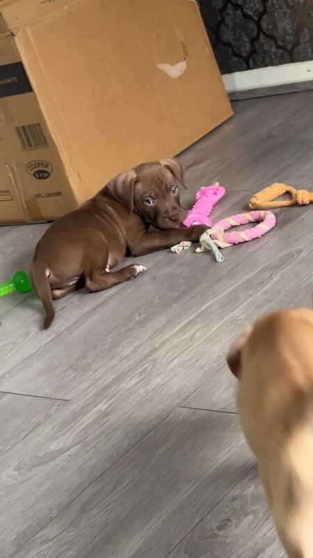 American Bulldog puppies for sale in Hazel Grove, Greater Manchester – 9 weeks old - Image 3 of 3