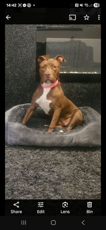 American Bulldog puppies for sale in Stoke-on-Trent, Staffordshire – 10 months old