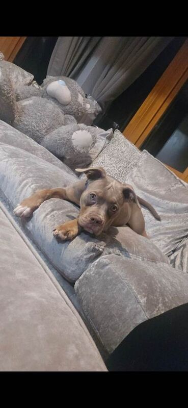 American Bulldog Puppies For Sale Under £1,000