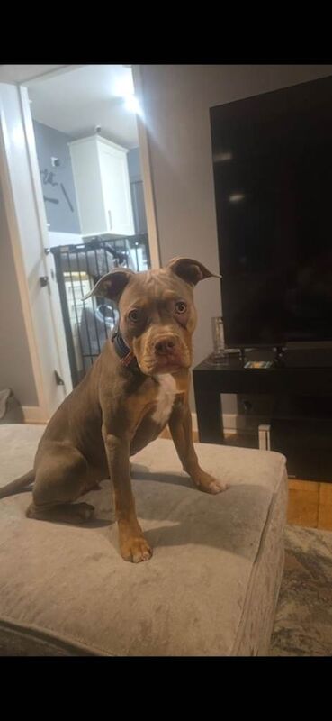 Classic american bully - Image 2 of 3