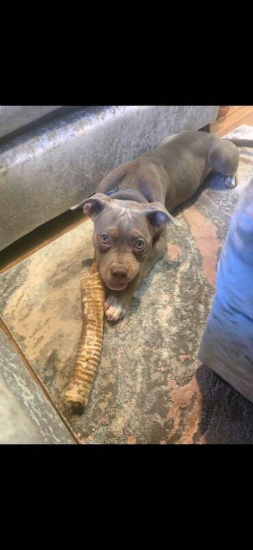 Classic american bully - Image 3 of 3