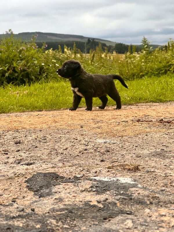 Collie x blue brindle American bulldog puppies