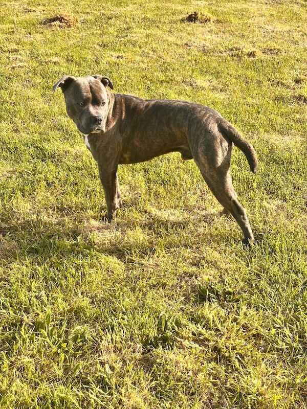 Collie x blue brindle American bulldog puppies - Image 3 of 3