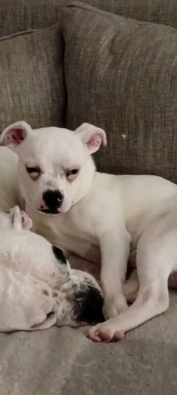 Cross breed - Image 2 of 2