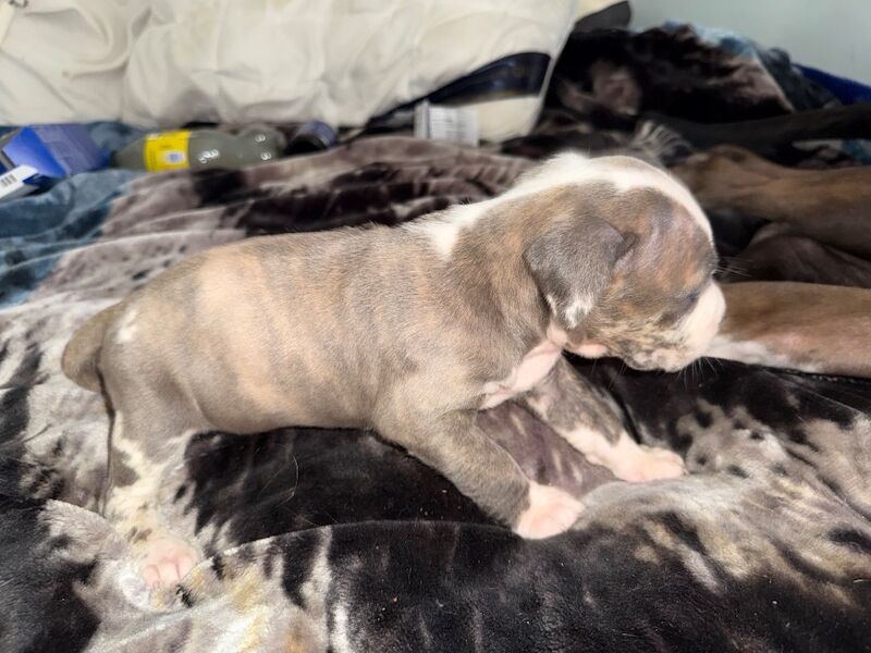 American Bulldog puppies for sale in Glasgow, City of Glasgow – 5 weeks old