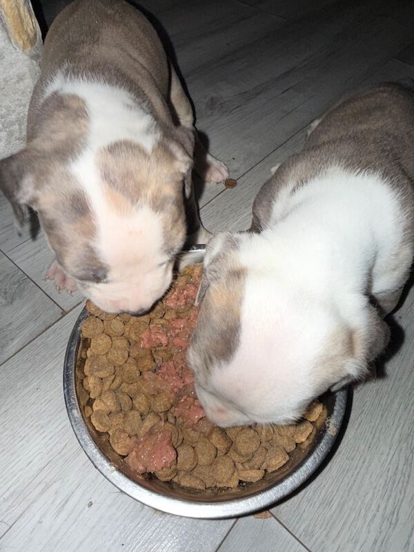 American Bulldog puppies for sale in Glasgow, City of Glasgow – 5 weeks old - Image 2 of 4