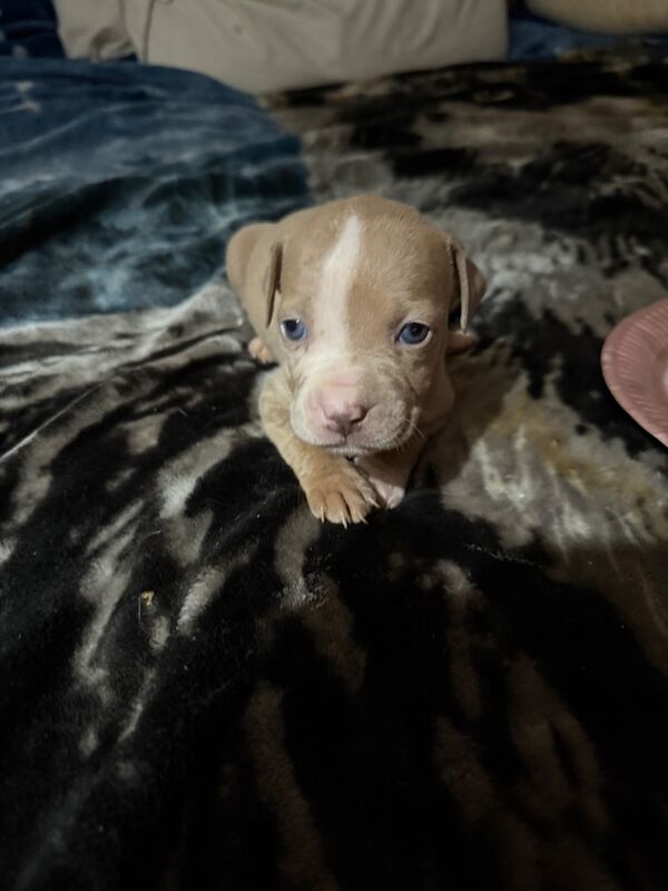 American Bulldog puppies for sale in Glasgow, City of Glasgow – 5 weeks old - Image 4 of 4