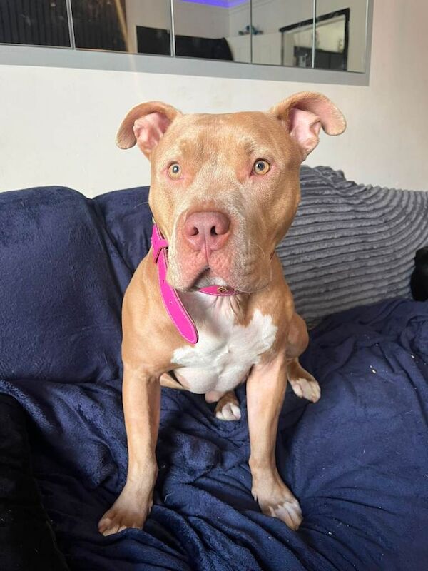 Dog for experienced home only