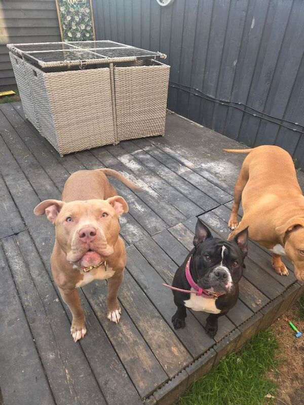 Dog for experienced home only - Image 2 of 6