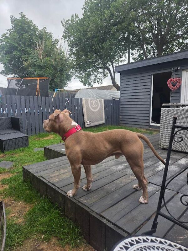 Dog for experienced home only - Image 4 of 6