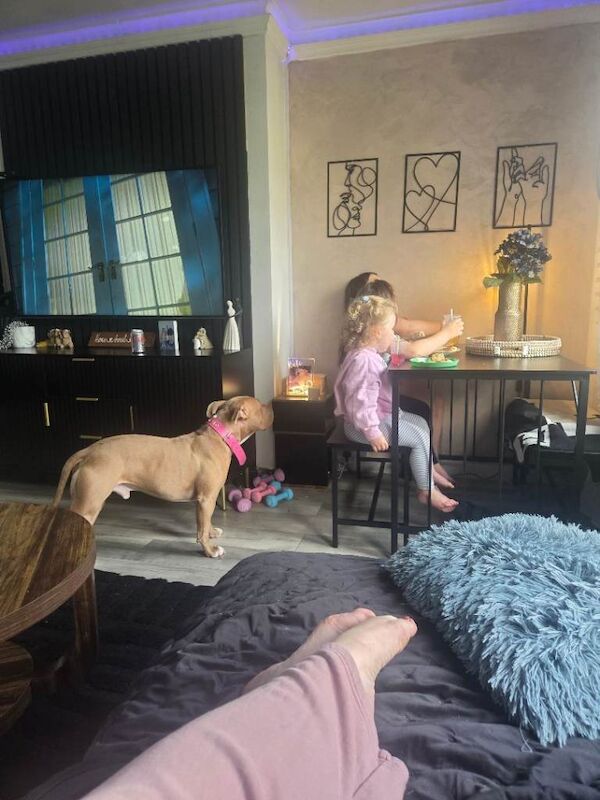 Dog for experienced home only - Image 5 of 6