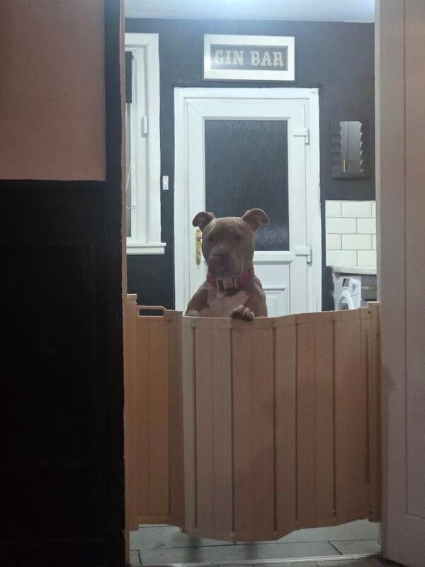 Dog for experienced home only - Image 6 of 6