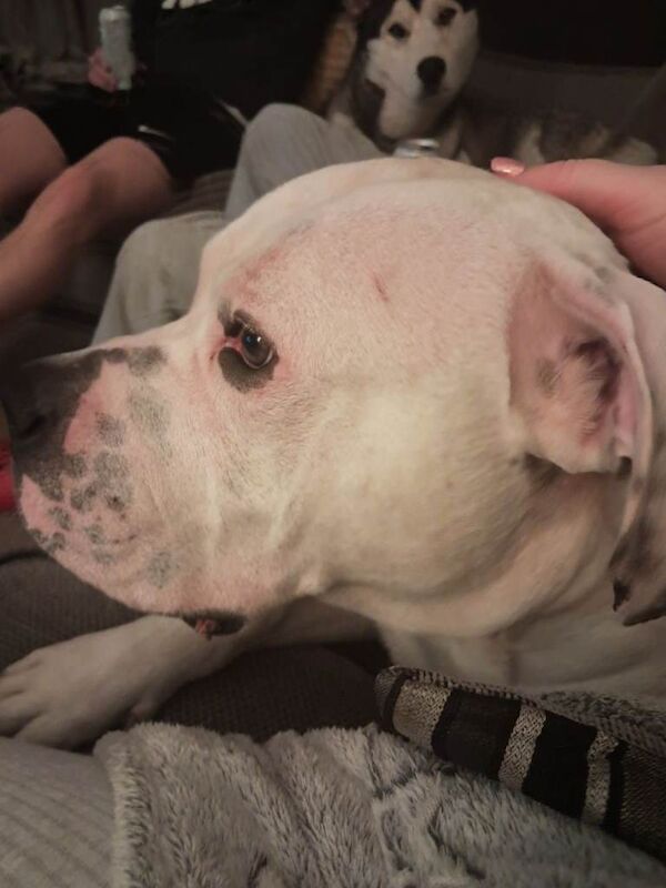 Dog for rehoming - Image 2 of 5