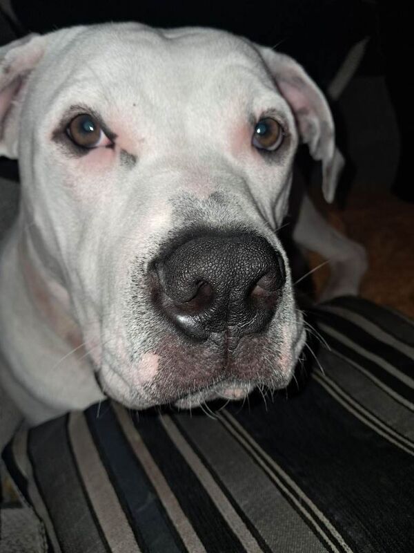 Dog for rehoming - Image 3 of 5