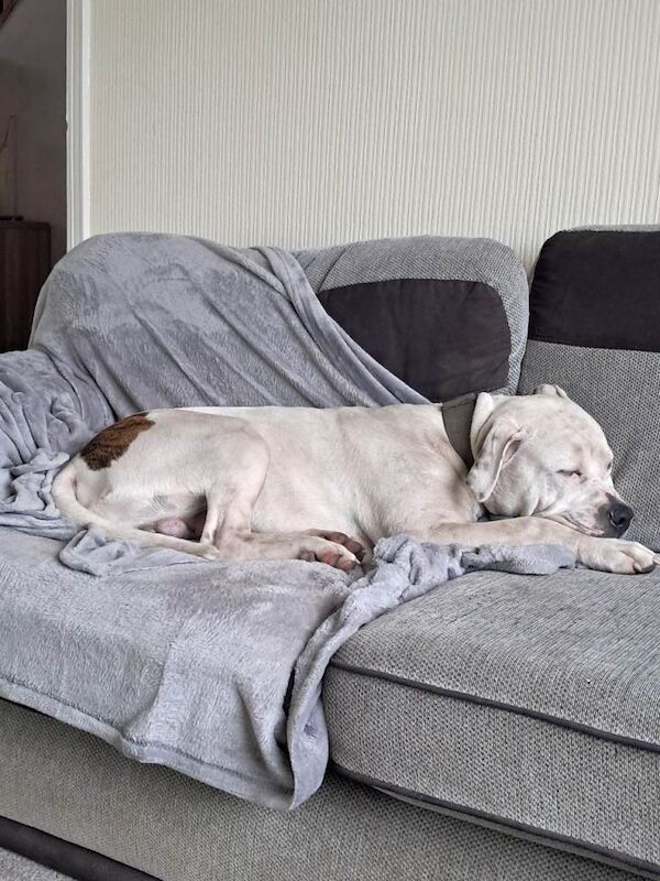 Dog for rehoming - Image 4 of 5
