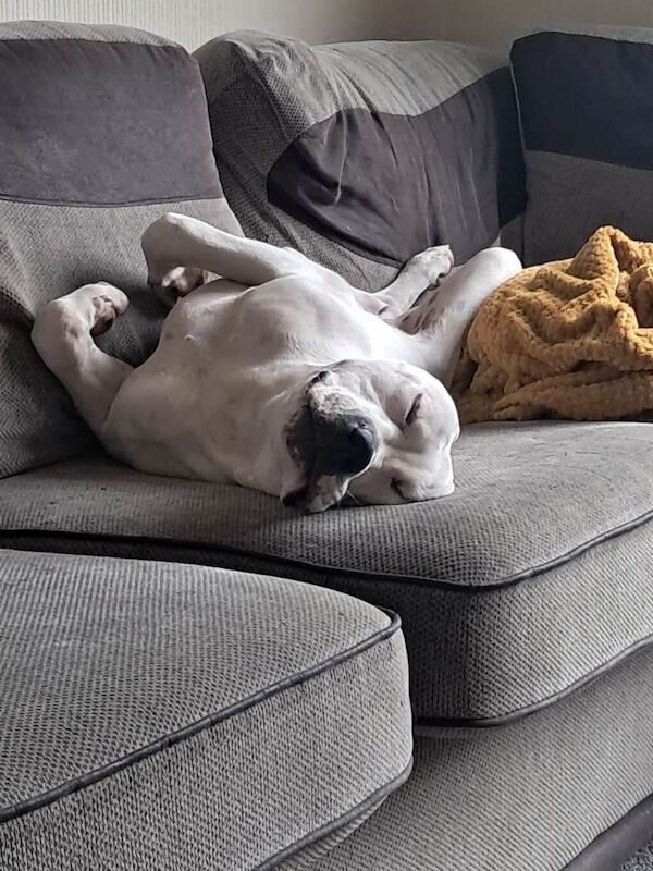 Dog for rehoming - Image 5 of 5