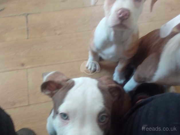 American Bulldog puppies for sale in Islington, Greater London – 1 year old - Image 2 of 3