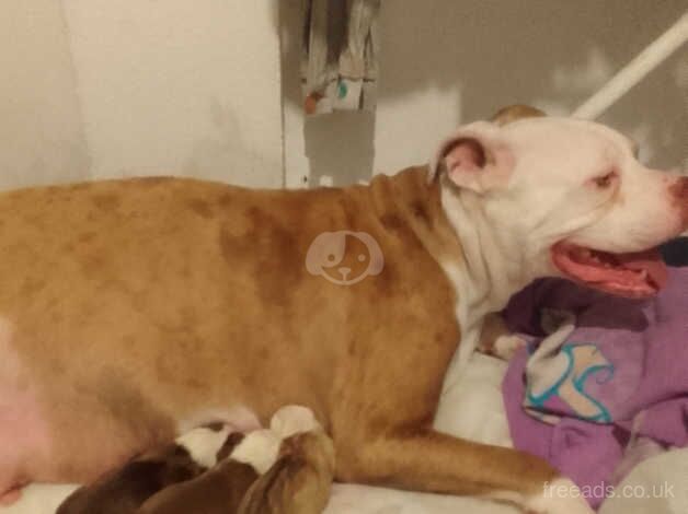 American Bulldog puppies for sale in Islington, Greater London – 1 year old - Image 3 of 3