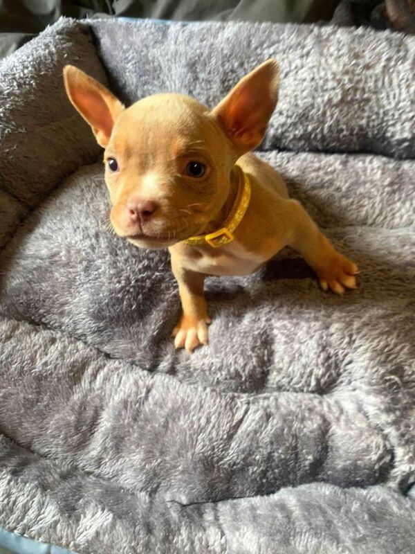 American Bulldog puppies for sale in Sheerness, Kent – 3 months old