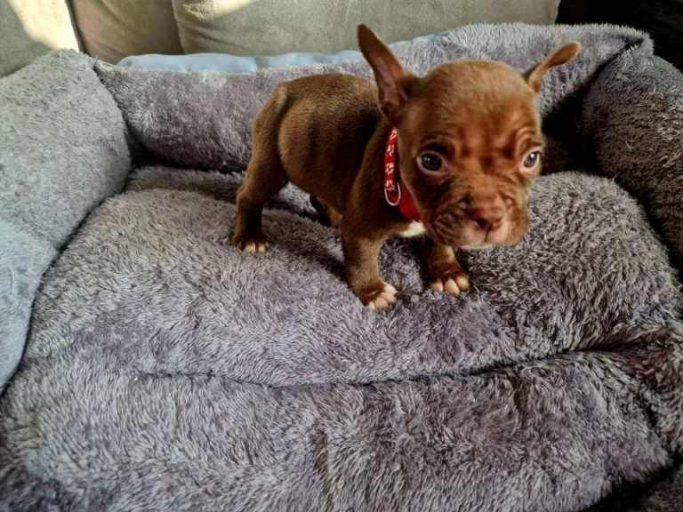 American Bulldog puppies for sale in Sheerness, Kent β 9 weeks old - Image 2 of 3