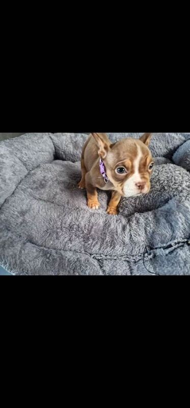 American Bulldog puppies for sale in Sheerness, Kent β 9 weeks old - Image 3 of 3