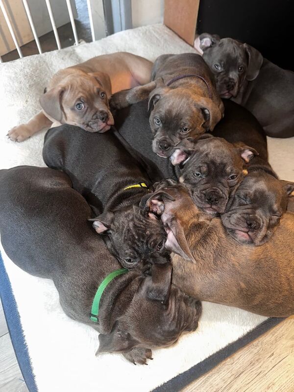 American Bulldog Puppies For Sale Under £1,000