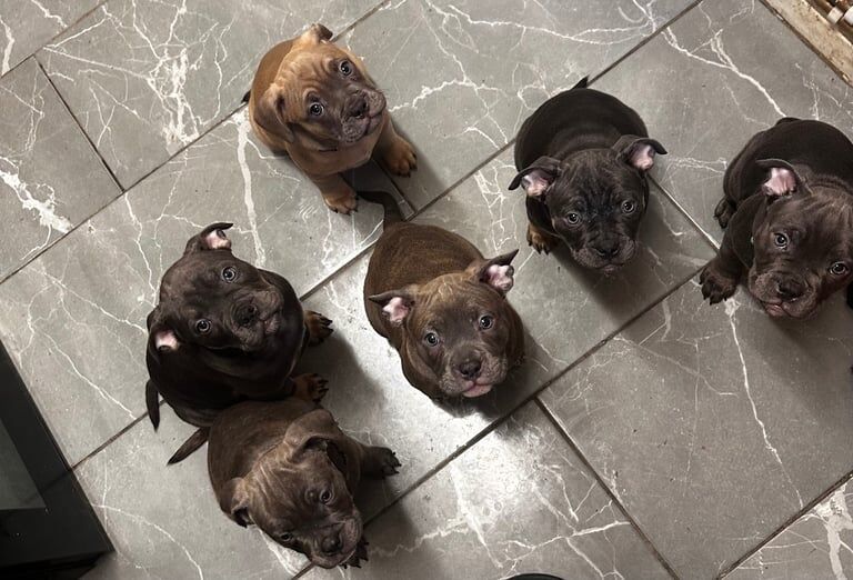 American Bulldog puppies for sale in Guiseley, West Yorkshire – 11 weeks old - Image 2 of 5