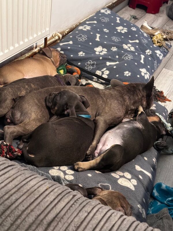 American Bulldog puppies for sale in Guiseley, West Yorkshire – 11 weeks old - Image 3 of 5