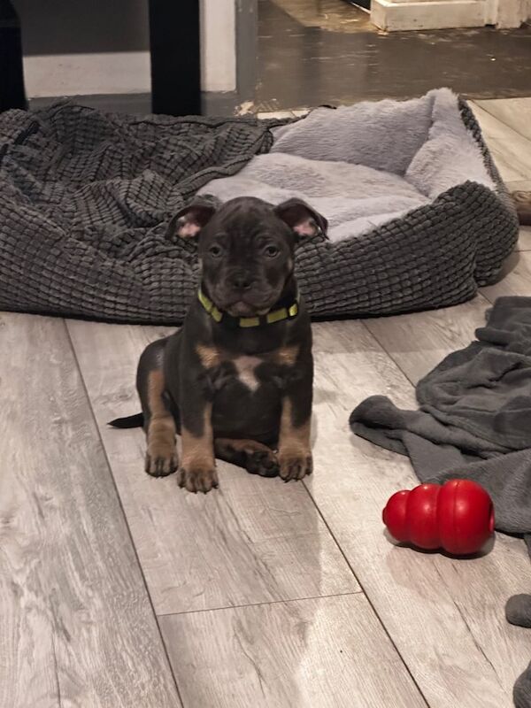 American Bulldog puppies for sale in Guiseley, West Yorkshire – 11 weeks old - Image 4 of 5